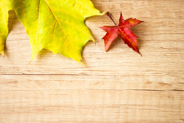 Background of many yellow maple leaves with space for text on a wooden background. Autumn Leaf Background