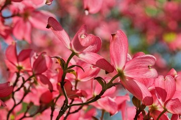 Award-winning Cornus kousa 'Miss Satomi' (Kousa Dogwood)