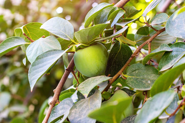 Green tropical persimmon fruit tree with leaves in the garden in summer.