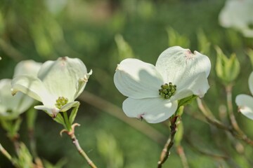 Sunday spring time. Blooming white shrub Cornus kousa. 
