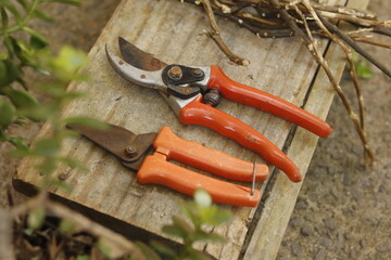 pruning shears