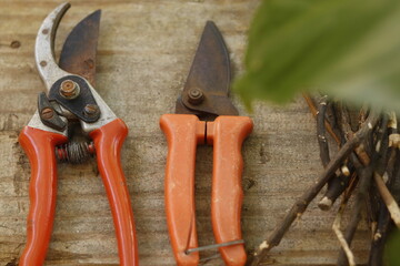 pruning shears