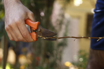 pruning shears
