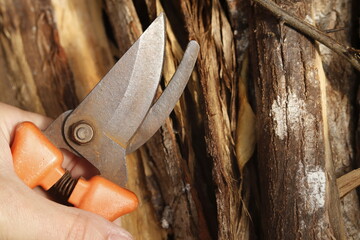 pruning shears