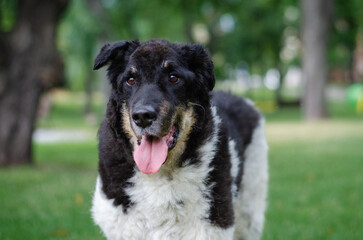 Cute tricolor mix breed dog. A dog without a breed white, black and red colors on the green grass in the summer park