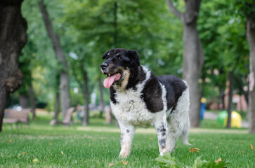 Cute tricolor mix breed dog. A dog without a breed white, black and red colors on the green grass in the summer park