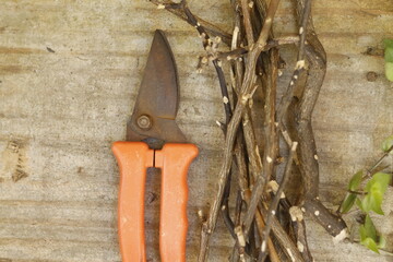 pruning shears