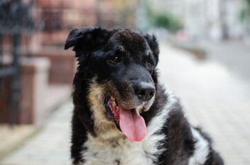 Cute tricolor mix breed dog. A dog without a breed white, black and red colors on the street of a...