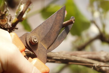 pruning shears