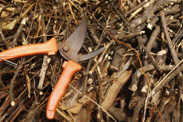 pruning a tree branch