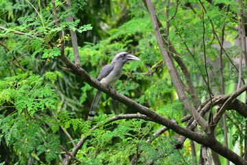 Naklejka premium Indian grey hornbill perched on a branch of a tree
