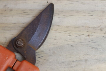 pruning a tree branch