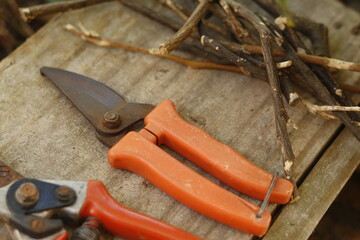 pruning a tree branch