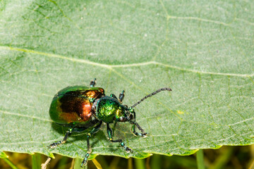 Naklejka premium Dogbane Leaf Beetle - Chrysochus auratus
