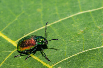 Naklejka premium Dogbane Leaf Beetle - Chrysochus auratus