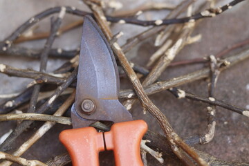 pruning a tree branch