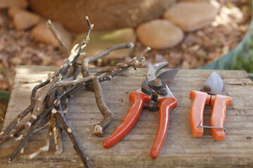 pruning a tree branch