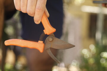 pruning a tree branch