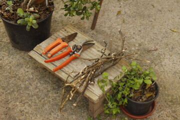 pruning a tree branch