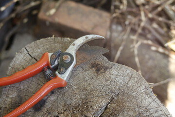 pruning a tree branch