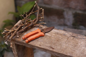 pruning a tree branch