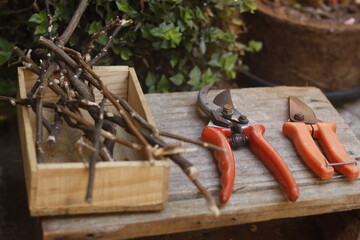 pruning a tree branch