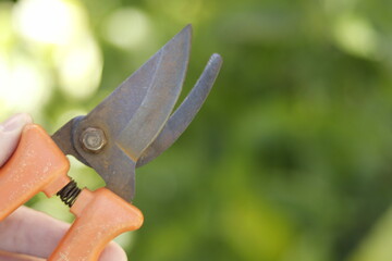 pruning a tree branch