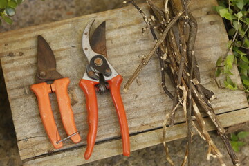 pruning a tree branch