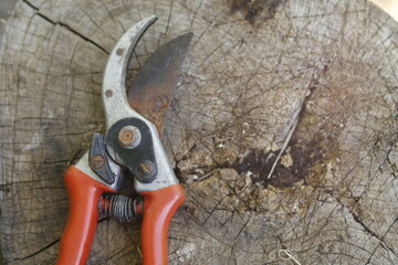 pruning a tree branch