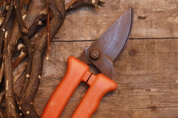 pruning a tree branch