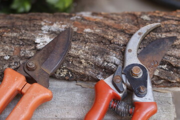 pruning a tree branch