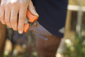 pruning a tree branch