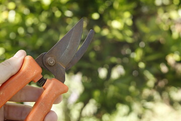pruning a tree branch