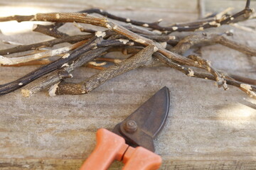 pruning a tree branch