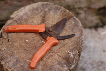 pruning a tree branch