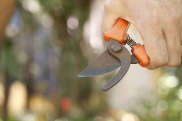 pruning a tree branch