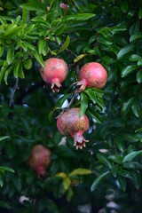 野生のザクロの実がなる風景