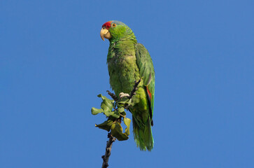 Red-crowned Amazon parrot, Amazona viridigenalis, shown in Pasadena, California. This is an endangered parrot species, native to northeastern Mexico and southern Texas.