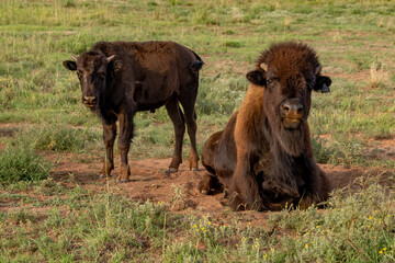 Caprock Canyons