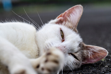 cat on the floor