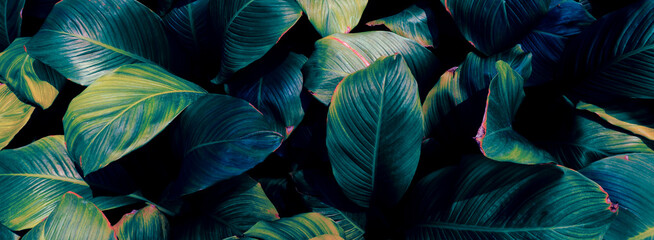 Obraz na płótnie Canvas blue tropical leaves, dark nature background