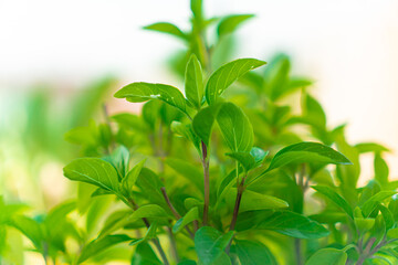 green leaves of basil