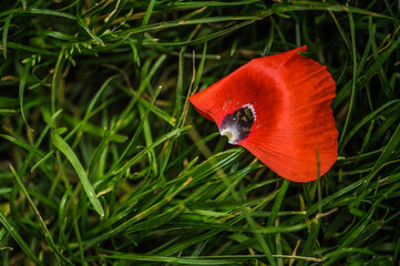 Blütenblatt Roter Mohn auf Gras