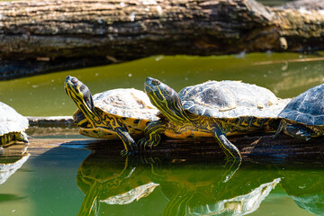 Fototapeta premium turtles on log