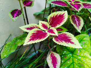 Coleus blumei Painted nettles