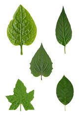 variety of leaves, isolated on transparent background, png 