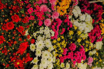 Different types of flowers to decorate outdoors