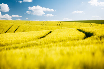 Wavy landscape of wheat fields on a sunny day. Ukraine agricultural region, Europe.