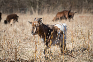 Goat grazing in the paddock