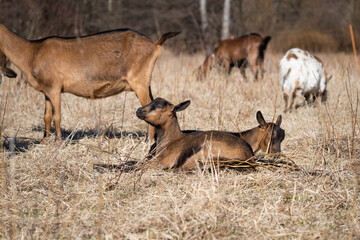 Herd of goats grazing in the paddock